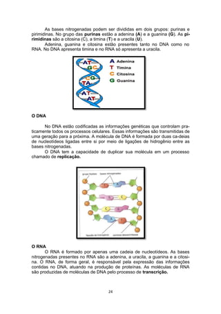 As bases nitrogenadas podem ser divididas em dois grupos: purinas e
pirimidinas. No grupo das purinas estão a adenina (A) e a guanina (G). As pi-
rimidinas são a citosina (C), a timina (T) e a uracila (U).
Adenina, guanina e citosina estão presentes tanto no DNA como no
RNA. No DNA apresenta timina e no RNA só apresenta a uracila.
O DNA
No DNA estão codificadas as informações genéticas que controlam pra-
ticamente todos os processos celulares. Essas informações são transmitidas de
uma geração para a próxima. A molécula de DNA é formada por duas ca-deias
de nucleotídeos ligadas entre si por meio de ligações de hidrogênio entre as
bases nitrogenadas.
O DNA tem a capacidade de duplicar sua molécula em um processo
chamado de replicação.
O RNA
O RNA é formado por apenas uma cadeia de nucleotídeos. As bases
nitrogenadas presentes no RNA são a adenina, a uracila, a guanina e a citosi-
na. O RNA, de forma geral, é responsável pela expressão das informações
contidas no DNA, atuando na produção de proteínas. As moléculas de RNA
são produzidas de moléculas de DNA pelo processo de transcrição.
24
 