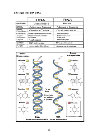 Diferenças entre DNA e RNA
25
 