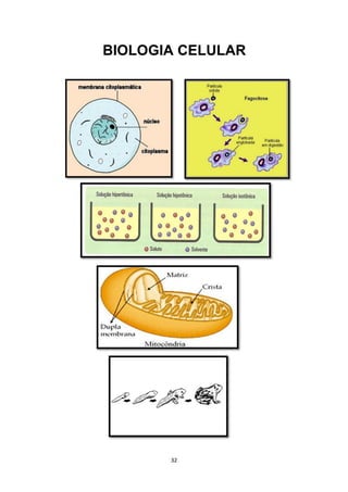 BIOLOGIA CELULAR
32
 
