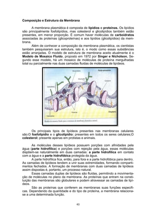 Composição e Estrutura da Membrana
A membrana plasmática é composta de lipídios e proteínas. Os lipídios
são principalmente fosfolipídios, mas colesterol e glicolipídios também estão
presentes, em menor proporção. É comum haver moléculas de carboidratos
associadas às proteínas (glicoproteínas) e aos lipídios (glicolipídios) da mem-
brana.
Além de conhecer a composição da membrana plasmática, os cientistas
também pesquisaram sua estrutura, isto é, o modo como essas substâncias
estão arranjadas. O modelo de estrutura de membrana aceito atualmente é o
Modelo de Mosaico Fluido, proposto em 1972 por Singer e Nicholson. Se-
gundo esse modelo, há um mosaico de moléculas de proteína mergulhadas
total ou parcialmente nas duas camadas fluidas de moléculas de lipídeos.
Os principais tipos de lipídeos presentes nas membranas celulares
são:O fosfolipídio e o glicolipídio: presentes em todos os seres celulares;O
colesterol: presente apenas em protistas e animais.
As moléculas desses lipídeos possuem porções com afinidades pela
água (parte hidrofílica) e porções com rejeição pela água, essas moléculas
dispõem-se naturalmente em duas camadas: a parte hidrofílica em contato
com a água e a parte hidrofóbica protegida da água.
A parte hidrofílica fica, então, para fora e a parte hidrofóbica para dentro.
As camadas de lipídeos tendem a unir suas extremidades, formando comparti-
mentos fechados. A formação de membranas com duas camadas de lipídeos
assim dispostas é, portanto, um processo natural.
Essas camadas duplas de lipídeos são fluidas, permitindo a movimenta-
ção de moléculas no plano da membrana. As proteínas que entram na consti-
tuição das membranas são globulares e podem atravessar as camadas de lipí-
deos.
São as proteínas que conferem as membranas suas funções especifi-
cas. Dependendo da quantidade e do tipo de proteína, a membrana relaciona-
se a uma determinada função.
43
 