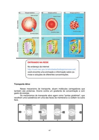 ENTRANDO NA REDE
No endereço da internet
http://rived.mec.gov.br/atividades/biologia/osmose.swf,
você encontra uma animação e informação sobre os-
mose e soluções de diferentes concentrações.
Transporte Ativo
Nesse mecanismo de transporte, atuam moléculas carregadoras que
também são proteínas. Ocorre contra um gradiente de concentração e com
gasto de energia.
Os mecanismos de transporte ativo agem como "portas giratórias", que
recolhem uma substância em uma das faces da membrana e a soltam na outra
face.
47
 