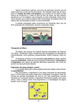 Alguns mecanismos realizam uma troca de partículas, levando uma de
dentro para fora e outra de fora para dentro. Um exemplo desse tipo de trans-
porte é a bomba de sódio e de potássio, que recolhe um íon sódio na face
interna da membrana e o solta no lado de fora da célula. Na face externa,
prende-se a um íon potássio, que é lançado no meio intracelular. Esse meca-
nismo permite que a célula mantenha alta concentração de potássio dentro da
célula e alta concentração de sódio no meio extracelular.
A energia empregada pelos mecanismos de transporte ativo vem do
ATP, produzido nas mitocôndrias, durante a respiração celular.
Transporte em Bloco
As células são capazes de englobar grandes quantidades de materiais
"em bloco". Geralmente, esses mecanismos são empregados na obtenção de
macromoléculas, como proteínas, polissacarídeos, ácidos nucleicos, entre ou-
tros.
O transporte em bloco ou em quantidade para dentro da célula, também
chamado endocitose, é feito por dois processos fundamentais: a Pinocitose e
a Fagocitose, que, apesar de algumas diferenças superficiais, têm muito em
comum nos seus princípios básicos.
Fagocitose (do grego phagein, comer)
0 o processo pelo qual a célula engloba partículas sólidas, pela emissão
de pseudópodos.
Nos protozoários, a fagocitose é uma etapa importante da alimentação,
pois é a forma pela qual esses organismos unicelulares conseguem obter ali-
mentos em grandes quantidades de uma só vez. Nos metazoários, animais
formados por numerosas células, a fagocitose desempenha papéis mais espe-
cíficos, como a defesa contra micro-organismos e a remodelagem de alguns
tecidos, como os ossos.
48
 