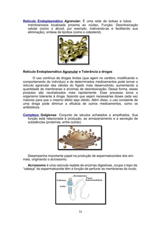 Retículo Endoplasmático Agranular: É uma rede de bolsas e tubos
membranosos localizada próxima ao núcleo. Função: Desintoxicação
celular (como o álcool, por exemplo, inativando-as e facilitando sua
eliminação), síntese de lipídios (como o colesterol).
Retículo Endoplasmático Agranular e Tolerância a drogas
O uso contínuo de drogas ilícitas (que agem no cerébro, modificando o
comportamento do indivíduo) e de determinados medicamentos pode tornar o
retículo agranular das células do fígado mais desenvolvido, aumentando a
quantidade de membranas e enzimas de desintoxicação. Dessa forma, esses
produtos são neutralizados mais rapidamente. Esse processo torna o
organismo tolerante à droga, fazendo que sejam necessárias doses cada vez
maiores para que o mesmo efeito seja obtido. Além disso, o uso constante de
uma droga pode diminuir a eficácia de outros medicamentos, como os
antibióticos.
Complexo Golgiense: Conjunto de sáculos achatados e empilhados. Sua
função está relacionada à produção, ao armazenamento e a secreção de
substâncias (proteínas, entre outras).
Desempenha importante papel na produção de espermatozoides dos ani-
mais, originando o acrossomo.
Acrossomo é uma vesícula repleta de enzimas digestivas, ocupa o topo da
“cabeça” do espermatozoide têm a função de perfurar as membranas do óvulo.
51
 