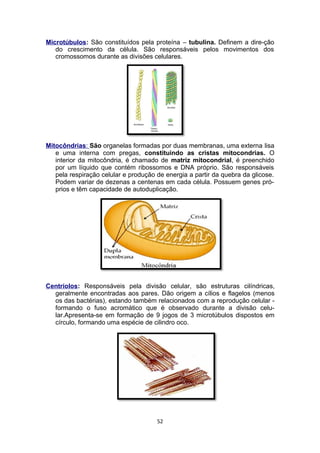 Microtúbulos: São constituídos pela proteína – tubulina. Definem a dire-ção
do crescimento da célula. São responsáveis pelos movimentos dos
cromossomos durante as divisões celulares.
Mitocôndrias: São organelas formadas por duas membranas, uma externa lisa
e uma interna com pregas, constituindo as cristas mitocondrias. O
interior da mitocôndria, é chamado de matriz mitocondrial, é preenchido
por um líquido que contém ribossomos e DNA próprio. São responsáveis
pela respiração celular e produção de energia a partir da quebra da glicose.
Podem variar de dezenas a centenas em cada célula. Possuem genes pró-
prios e têm capacidade de autoduplicação.
Centríolos: Responsáveis pela divisão celular, são estruturas cilíndricas,
geralmente encontradas aos pares. Dão origem a cílios e flagelos (menos
os das bactérias), estando também relacionados com a reprodução celular -
formando o fuso acromático que é observado durante a divisão celu-
lar.Apresenta-se em formação de 9 jogos de 3 microtúbulos dispostos em
círculo, formando uma espécie de cilindro oco.
52
 