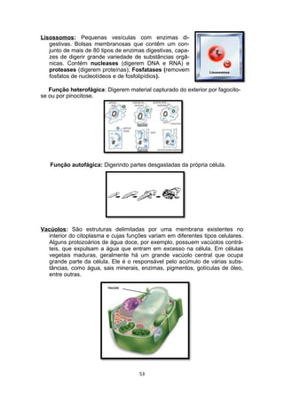 Lisossomos: Pequenas vesículas com enzimas di-
gestivas. Bolsas membranosas que contêm um con-
junto de mais de 80 tipos de enzimas digestivas, capa-
zes de digerir grande variedade de substâncias orgâ-
nicas. Contém nucleases (digerem DNA e RNA) e
proteases (digerem proteínas); Fosfatases (removem
fosfatos de nucleotídeos e de fosfolipídios).
Função heterofágica: Digerem material capturado do exterior por fagocito-
se ou por pinocitose.
Função autofágica: Digerindo partes desgastadas da própria célula.
Vacúolos: São estruturas delimitadas por uma membrana existentes no
interior do citoplasma e cujas funções variam em diferentes tipos celulares.
Alguns protozoários de água doce, por exemplo, possuem vacúolos contrá-
teis, que expulsam a água que entram em excesso na célula. Em células
vegetais maduras, geralmente há um grande vacúolo central que ocupa
grande parte da célula. Ele é o responsável pelo acúmulo de várias subs-
tâncias, como água, sais minerais, enzimas, pigmentos, gotículas de óleo,
entre outras.
53
 