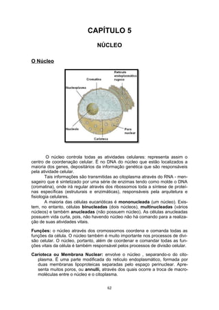 CAPÍTULO 5
NÚCLEO
O Núcleo
O núcleo controla todas as atividades celulares: representa assim o
centro de coordenação celular. É no DNA do núcleo que estão localizados a
maioria dos genes, depositários da informação genética que são responsáveis
pela atividade celular.
Tais informações são transmitidas ao citoplasma através do RNA - men-
sageiro que é sintetizado por uma série de enzimas tendo como molde o DNA
(cromatina), onde irá regular através dos ribossomos toda a síntese de proteí-
nas específicas (estruturais e enzimáticas), responsáveis pela arquitetura e
fisiologia celulares.
A maioria das células eucarióticas é mononucleada (um núcleo). Exis-
tem, no entanto, células binucleadas (dois núcleos), multinucleadas (vários
núcleos) e também anucleadas (não possuem núcleo). As células anucleadas
possuem vida curta, pois, não havendo núcleo não há comando para a realiza-
ção de suas atividades vitais.
Funções: o núcleo através dos cromossomos coordena e comanda todas as
funções da célula. O núcleo também é muito importante nos processos de divi-
são celular. O núcleo, portanto, além de coordenar e comandar todas as fun-
ções vitais da célula é também responsável pelos processos de divisão celular.
Carioteca ou Membrana Nuclear: envolve o núcleo , separando-o do cito-
plasma. É uma parte modificada do reticulo endoplasmático, formada por
duas membranas lipoproteicas separadas pelo espaço perinuclear. Apre-
senta muitos poros, ou annulli, através dos quais ocorre a troca de macro-
moléculas entre o núcleo e o citoplasma.
62
 