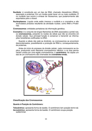 Nucléolo: é constituído por um tipo de RNA, chamado ribossômico (RNAr),
associado a proteínas. Em um núcleo pode haver um ou mais nucléolos. É
no nucléolo que ocorre a síntese de ribossomos, que posteriormente são
exportados para o citosol.
Nucleoplasma: Líquido onde estão imersos o nucléolo e a cromatina e são
acumulados produtos resultante da atividade nuclear, como RNA e Proteí-
nas.
Cromossomos: entidades portadoras da informação genética.
Cromatina: é o conjunto de longos filamentos de DNA associados a proteí-nas,
os cromossomos, presente no núcleo da célula que não se encontra em
divisão celular. Sua principal função é conservar e transmitir as informa-
ções hereditárias codificadas no DNA.
Quando a célula não está se dividindo, os cromossomos se encontram
descondensados, possibilitando a produção de RNA e, consequentemente,
de proteínas.
Antes do início do processo da divisão celular, cada cromossomo se du-
plica, produzindo outro filamento cromossômico idêntico, e os dois perma-
necem unidos por uma região cromossômica, o centrômero. As cópias uni-
das de um cromossomo são chamadas de cromátides-irmãs.
Classificação dos Cromossomos
Quanto à Posição do Centrômero:
Telocêntrico: apresenta forma de bastão. O centrômero tem posição termi-nal.
Acrocêntrico: apresenta forma de bastão. O centrômero ocupa posição
subterminal.
63
 