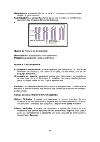 Metacêntrico: apresenta a forma de um V. O centrômero o divide em dois
braços de igual tamanho.
Submetacêntrico: apresenta a forma de um jota invertido. O centrômero o
divide em dois braços de tamanhos desiguais.
•
Quanto ao Número de Centrômero:
Monocêntrico: apresenta um único centrômero
Policêntrico: apresenta vários centrômeros
Quanto à Função Genética:
Cromossomo autossômico: apresenta genes que determinam os caracte-res
somáticos do individuo, tais como cor da pele, cor dos olhos, tipo de ca-
belo, tipo sanguíneo...
Cromossomos sexuais: apresenta genes que determinam os caracteres
sexuais masculinos ou femininos do indivíduo, tais como distribuição dos
pelos no corpo, timbre da voz, órgãos reprodutores.
Cariótipo: é a classificação dos cromossomos levando-se em consideração o
tamanho a forma e número dos mesmos nas células de indivíduos de determi-
nada espécie;
Células quanto ao Número de Cromossomos:
Células Diploides: é aquela que apresenta o numero completo de cro-
mossomos de uma determinada espécie e os cromossomos estão distribuí-
dos em pares, formando dois conjuntos: um paterno e outro materno.
Células haploides: é aquela que apresenta a metade do número de cro-
mossomos das células diploides de uma determinada espécie. Não possui
pares de cromossomos e apresenta um único conjunto de cromossomos
denominado: Genoma.
64
 
