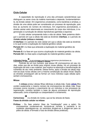 Ciclo Celular
A capacidade de reprodução é uma das principais características que
distinguem os seres vivos da matéria inanimada e depende, fundamentalmen-
te, da divisão celular. Em organismos unicelulares, como bactérias e amebas, a
divisão de uma célula pode ser considerada um processo de reprodução, pois
leva ao aumento do número de indivíduos. Em organismos pluricelulares, a
divisão celular está relacionada ao crescimento do corpo dos indivíduos, à re-
generação e à produção de células reprodutivas (gametas e esporos)
O ciclo celular compreende toda a vida da célula. Nele podemos distin-
guir o período em que a célula não está se dividindo interfase, e o período de
divisão celular (mitose e meiose).
A Interfase: é o período do ciclo celular em que a célula não está se dividindo
e no qual ocorre a duplicação do material genético celular.
Período G1: é a fase que antecede a duplicação do material genético da
célula;
Período S: é a fase em que ocorre a duplicação do material genético da célula;
Período G2: é a fase após a duplicação do material genético celular.
A Divisão Celular

é um processo que leva os organismos pluricelulares ao
crescimento. E está dividida em mitose e meiose.
Partindo de um ovo humano, que possui 46 cromossomos em seu nú-
cleo, antes que ele se divida para originar novas células, há um processo de
duplicação de todo o seu material. Isso implica na absorção e transformação de
nutrientes de seu meio ambiente. Dessa forma, após a divisão da célula origi-
nam-se duas novas células com a mesma constituição da célula inicial. Depois
as divisões prosseguem até se formar um novo individuo cujas células apre-
sentam cromossomos.
Mitose
A mitose produz células filhas idênticas à célula-mãe. Cada célula filha
contém exatamente o mesmo número de cromossomos da célula mãe. Esse
processo ocorre durante o crescimento de um indivíduo e nos processos de
regeneração, constitui também a base de alguns processos de reprodução
assexuada, como a bipartição ou cissiparidade e o brotamento.
Cariocinese

é a divisão do núcleo, que se faz atraves de fases.
Fases da divisão celular na mitose
Prófase - Ou fase anterior (fase da "mobilização" para a ação). Os
cromossomos condensam-se, tornando-se visíveis; a carioteca e os
nucléolos desintegram-se; os centríolos dividem-se e dirigem-se para os
pólos da célula; é formado o fuso de divisão (fibras protéicas).
65
 