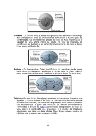 Metáfase - Ou fase do meio, é a fase mais propícia para estudos da morfologia
dos cromossomos, onde os cromossomos apresentam o máximo grau de
condensação. Os cromossomos, presos às fibras do fuso, migram para o
equador do fuso, plano médio da célula. No final da metáfase, os
centrômeros se duplicam e se partem longitudinalmente, de modo a deixar
livres as cromátides irmãs.
Anáfase - Ou fase de cima. Dois lotes idênticos de cromátides irmãs, agora
como novos cromossomos, afastam-se e migram para os pólos, puxados
pelos respectivos centrômeros, devido ao enxurtamento das fibras do fuso.
Telófase - Ou fase do fim. Os dois cromossomos aproximam-se dos pólos e se
agregam. Ocorre o inverso à Prófase: os cromossomos descondensam-se
(tornando-se invisíveis); os nucléolos reaparecem; duas novas cariotecas
são reconstituídas a partir das vesículas do retículo endoplasmático.
Terminadas a divisão do núcleo (cariocinese), desaparecem as fibras de
fuso, ocorre a distribuição dos organóides e a divisão do citoplasma
(citosinese), que isola as duas células filhas. Essas células entram em
intérfase e se preparam para uma nova divisão.
66
 
