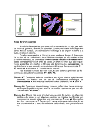 Tipos de Cromossomos
A maioria das espécies que se reproduz sexualmente, ou seja, por meio
da união de gametas, tem células diploides, com cromossomos homólogos em
pares. Nessa espécie, um cromossomo homólogo é de origem materna e o
outro, de origem paterna.
Em algumas espécies, a diferença entre machos e fêmeas é determina-
da por um par de cromossomo específico que carregam as informações sobre
o sexo do indivíduo, os chamados cromossomos sexuais ou heterossomos;
esses cromossomos variam entre os sexos. Os cromossomos que estão igual-
mente presentes em machos e fêmeas são denominados autossomos. Na
espécie humana, por exemplo, uma célula somática (que forma o corpo) é 2n
46 ,sendo 44 autossomos e 2 cromossomos sexuais.
Nas diversas espécies de seres vivos, há três sistemas principais de de-
terminação sexual cromossômica: XY, ZW e X0.
Sistema XY: Ocorre em todos os mamíferos, em alguns insetos e plantas com
sementes. As fêmeas têm um par de cromossomos homólogos, os
cromossomos X. Nos machos há cromossomos diferentes, um X e um Y.
Sistema X0: Ocorre em alguns insetos, como os gafanhotos. Nesse siste-ma,
as fêmeas têm dois cromossomos X e os machos, apenas um, por isso são
chamados de "xis - zero".
Sistema Zw: Ocorre nas aves, em diversas espécies de répteis, em algu-mas
espécies de peixes e em algumas espécies de insetos. As fêmeas têm
cromossomos sexuais diferentes, um cromossomo Z e um W. Os machos
têm dois cromossomos Z. Desse modo, nesse sistema de determinação se-
xual cromossômica, o sexo do embrião é determinado pelo gameta femini-
no.
76
 