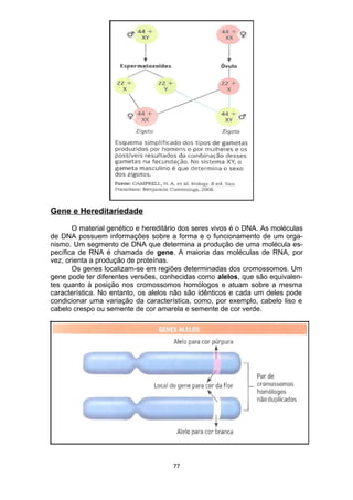 Gene e Hereditariedade
O material genético e hereditário dos seres vivos é o DNA. As moléculas
de DNA possuem informações sobre a forma e o funcionamento de um orga-
nismo. Um segmento de DNA que determina a produção de uma molécula es-
pecífica de RNA é chamada de gene. A maioria das moléculas de RNA, por
vez, orienta a produção de proteínas.
Os genes localizam-se em regiões determinadas dos cromossomos. Um
gene pode ter diferentes versões, conhecidas como alelos, que são equivalen-
tes quanto à posição nos cromossomos homólogos e atuam sobre a mesma
característica. No entanto, os alelos não são idênticos e cada um deles pode
condicionar uma variação da característica, como, por exemplo, cabelo liso e
cabelo crespo ou semente de cor amarela e semente de cor verde.
77
 