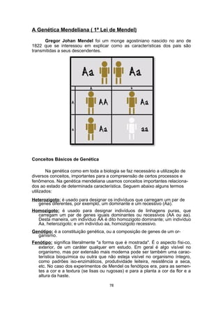 A Genética Mendeliana ( 1ª Lei de Mendel)
Gregor Johan Mendel foi um monge agostiniano nascido no ano de
1822 que se interessou em explicar como as características dos pais são
transmitidas a seus descendentes.
Conceitos Básicos de Genética
Na genética como em toda a biologia se faz necessário a utilização de
diversos conceitos, importantes para a compreensão de certos processos e
fenômenos. Na genética mendeliana usamos conceitos importantes relaciona-
dos ao estado de determinada característica. Seguem abaixo alguns termos
utilizados:
Heterozigoto: é usado para designar os indivíduos que carregam um par de
genes diferentes, por exemplo, um dominante e um recessivo (Aa).
Homozigoto: é usado para designar indivíduos de linhagens puras, que
carregam um par de genes iguais dominantes ou recessivos (AA ou aa).
Desta maneira, um indivíduo AA é dito homozigoto dominante; um indivíduo
Aa, heterozigoto; e um indivíduo aa, homozigoto recessivo.
Genótipo: é a constituição genética, ou a composição de genes de um or-
ganismo.
Fenótipo: significa literalmente "a forma que é mostrada". É o aspecto físi-co,
exterior, de um caráter qualquer em estudo. Em geral é algo visível no
organismo, mas por extensão mais moderna pode ser também uma carac-
terística bioquímica ou outra que não esteja visível no organismo íntegro,
como padrões iso-enzimáticos, produtividade leiteira, resistência a seca,
etc. No caso dos experimentos de Mendel os fenótipos era, para as semen-
tes a cor e a textura (se lisas ou rugosas) e para a planta a cor da flor e a
altura da haste.
78
 