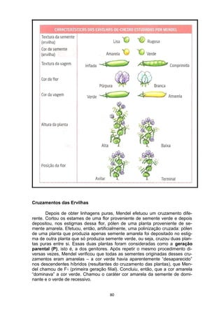 Cruzamentos das Ervilhas
Depois de obter linhagens puras, Mendel efetuou um cruzamento dife-
rente. Cortou os estames de uma flor proveniente de semente verde e depois
depositou, nos estigmas dessa flor, pólen de uma planta proveniente de se-
mente amarela. Efetuou, então, artificialmente, uma polinização cruzada: pólen
de uma planta que produzia apenas semente amarela foi depositado no estig-
ma de outra planta que só produzia semente verde, ou seja, cruzou duas plan-
tas puras entre si. Essas duas plantas foram consideradas como a geração
parental (P), isto é, a dos genitores. Após repetir o mesmo procedimento di-
versas vezes, Mendel verificou que todas as sementes originadas desses cru-
zamentos eram amarelas – a cor verde havia aparentemente “desaparecido”
nos descendentes híbridos (resultantes do cruzamento das plantas), que Men-
del chamou de F1 (primeira geração filial). Concluiu, então, que a cor amarela
“dominava” a cor verde. Chamou o caráter cor amarela da semente de domi-
nante e o verde de recessivo.
80
 