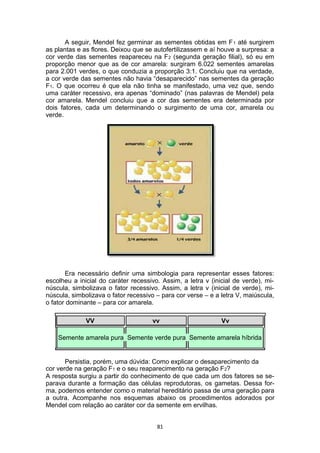 A seguir, Mendel fez germinar as sementes obtidas em F1 até surgirem
as plantas e as flores. Deixou que se autofertilizassem e aí houve a surpresa: a
cor verde das sementes reapareceu na F2 (segunda geração filial), só eu em
proporção menor que as de cor amarela: surgiram 6.022 sementes amarelas
para 2.001 verdes, o que conduzia a proporção 3:1. Concluiu que na verdade,
a cor verde das sementes não havia “desaparecido” nas sementes da geração
F1. O que ocorreu é que ela não tinha se manifestado, uma vez que, sendo
uma caráter recessivo, era apenas “dominado” (nas palavras de Mendel) pela
cor amarela. Mendel concluiu que a cor das sementes era determinada por
dois fatores, cada um determinando o surgimento de uma cor, amarela ou
verde.
Era necessário definir uma simbologia para representar esses fatores:
escolheu a inicial do caráter recessivo. Assim, a letra v (inicial de verde), mi-
núscula, simbolizava o fator recessivo. Assim, a letra v (inicial de verde), mi-
núscula, simbolizava o fator recessivo – para cor verse – e a letra V, maiúscula,
o fator dominante – para cor amarela.
VV vv Vv
Semente amarela pura Semente verde pura Semente amarela híbrida
Persistia, porém, uma dúvida: Como explicar o desaparecimento da
cor verde na geração F1 e o seu reaparecimento na geração F2?
A resposta surgiu a partir do conhecimento de que cada um dos fatores se se-
parava durante a formação das células reprodutoras, os gametas. Dessa for-
ma, podemos entender como o material hereditário passa de uma geração para
a outra. Acompanhe nos esquemas abaixo os procedimentos adorados por
Mendel com relação ao caráter cor da semente em ervilhas.
81
 