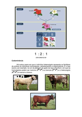 1 : 2 : 1
CVCV CBCB CV CB
Codominância
Há outros casos em que o indivíduo heterozigoto apresenta os fenótipos
de ambos os indivíduos homozigotos, caracterizando a codominância. É o que
ocorre, por exemplo, na cor da pelagem do gado da raça Shorthorn, em que os
homozigotos podem ser marrons (P
M
P
M
) ou brancos (P
B
P
B
) e o heterozigoto
(P
M
P
B
) é marrom e branco.
84
 