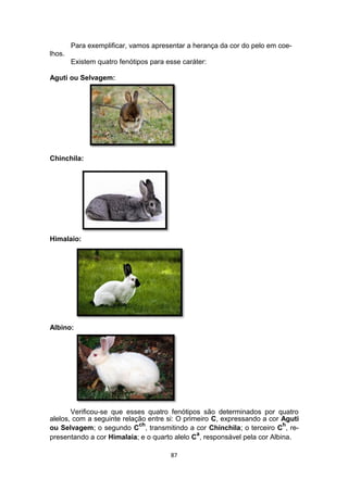 Para exemplificar, vamos apresentar a herança da cor do pelo em coe-
lhos.
Existem quatro fenótipos para esse caráter:
Aguti ou Selvagem:
Chinchila:
Himalaio:
Albino:
Verificou-se que esses quatro fenótipos são determinados por quatro
alelos, com a seguinte relação entre si: O primeiro C, expressando a cor Aguti
ou Selvagem; o segundo C
ch
, transmitindo a cor Chinchila; o terceiro C
h
, re-
presentando a cor Himalaia; e o quarto alelo C
a
, responsável pela cor Albina.
87
 