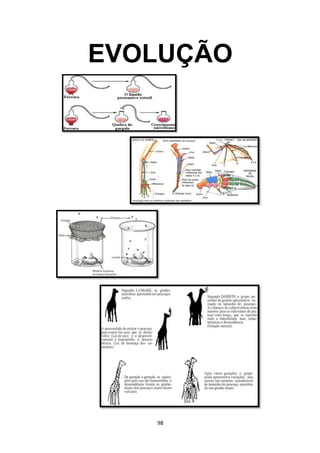 EVOLUÇÃO
98
 