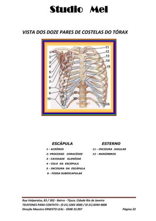 Studio Mel
Rua Valparaíso, 83 / 302 - Bairro - Tijuca. Cidade Rio de Janeiro
TELEFONES PARA CONTATO : (0 21) 3283 3000 / (0 21) 8344 4808
Direção Maestro ERNESTO LEAL - OMB 33.997 Página 22
VISTA DOS DOZE PARES DE COSTELAS DO TÓRAX
ESCÁPULA ESTERNO
1 - ACRÔMIO 11 - INCISURA JUGULAR
2- PROCESSO CORACÓIDE 12 - MANÚMBRIO
3 - CAVIDADE GLENÓIDE
4 - COLO DA ESCÁPULA
5 - INCISURA DA ESCÁPULA
6 - FOSSA SUBESCAPULAR
 