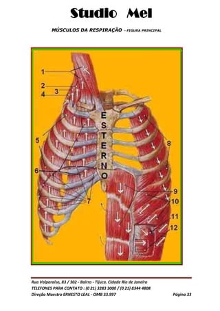 Studio Mel
Rua Valparaíso, 83 / 302 - Bairro - Tijuca. Cidade Rio de Janeiro
TELEFONES PARA CONTATO : (0 21) 3283 3000 / (0 21) 8344 4808
Direção Maestro ERNESTO LEAL - OMB 33.997 Página 33
MÚSCULOS DA RESPIRAÇÃO - FIGURA PRINCIPAL
 