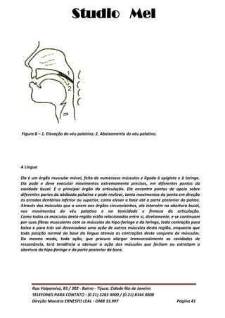 Studio Mel
Rua Valparaíso, 83 / 302 - Bairro - Tijuca. Cidade Rio de Janeiro
TELEFONES PARA CONTATO : (0 21) 3283 3000 / (0 21) 8344 4808
Direção Maestro ERNESTO LEAL - OMB 33.997 Página 41
Figura B – 1. Elevação do véu palatino; 2. Abaixamento do véu palatino.
A Língua
Ela é um órgão muscular móvel, feita de numerosos músculos e ligada à epiglote e à laringe.
Ela pode e deve executar movimentos extremamente precisos, em diferentes pontos da
cavidade bucal. É o principal órgão da articulação. Ela encontra pontos de apoio sobre
diferentes partes da abóbada palatina e pode realizar, tanto movimentos da ponta em direção
às arcadas dentárias inferior ou superior, como elevar a base até a parte posterior do palato.
Através dos músculos que a unem aos órgãos circunvizinhos, ela intervém na abertura bucal,
nos movimentos do véu palatino e na tonicidade e firmeza da articulação.
Como todos os músculos desta região estão relacionados entre si, diretamente, e se continuam
por suas fibras musculares com os músculos da hipo-faringe e da laringe, toda contração para
baixo e para trás vai desencadear uma ação de outros músculos desta região, enquanto que
toda posição normal da base da língua atenua as contrações deste conjunto de músculos.
Do mesmo modo, toda ação, que procura alargar transversalmente as cavidades de
ressonância, terá tendência a atenuar a ação dos músculos que fecham ou estreitam a
abertura da hipo-faringe e da parte posterior da boca.
 