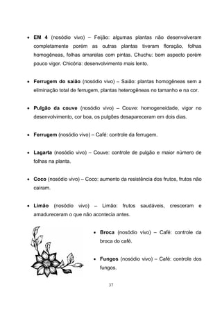 37
• EM 4 (nosódio vivo) – Feijão: algumas plantas não desenvolveram
completamente porém as outras plantas tiveram floração, folhas
homogêneas, folhas amarelas com pintas. Chuchu: bom aspecto porém
pouco vigor. Chicória: desenvolvimento mais lento.
• Ferrugem do saião (nosódio vivo) – Saião: plantas homogêneas sem a
eliminação total de ferrugem, plantas heterogêneas no tamanho e na cor.
• Pulgão da couve (nosódio vivo) – Couve: homogeneidade, vigor no
desenvolvimento, cor boa, os pulgões desapareceram em dois dias.
• Ferrugem (nosódio vivo) – Café: controle da ferrugem.
• Lagarta (nosódio vivo) – Couve: controle de pulgão e maior número de
folhas na planta.
• Coco (nosódio vivo) – Coco: aumento da resistência dos frutos, frutos não
caíram.
• Limão (nosódio vivo) – Limão: frutos saudáveis, cresceram e
amadureceram o que não acontecia antes.
• Broca (nosódio vivo) – Café: controle da
broca do café.
• Fungos (nosódio vivo) – Café: controle dos
fungos.
 