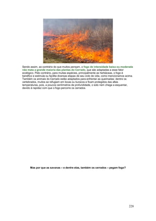 228
Sendo assim, ao contrário do que muitos pensam, o fogo de intensidade baixa ou moderada
não mata a grande maioria das plantas do Cerrado, que são adaptadas a esse fator
ecológico. Pelo contrário, para muitas espécies, principalmente as herbáceas, o fogo é
benéfico e estimula ou facilita diversas etapas de seu ciclo de vida, como mencionamos acima.
Também os animais do Cerrado estão adaptados para enfrentar as queimadas: dentre os
vertebrados, muitos se refugiam em tocas ou buracos e ficam protegidos das altas
temperaturas, pois, a poucos centímetros de profundidade, o solo nem chega a esquentar,
devido à rapidez com que o fogo percorre os cerrados.
Mas por que as savanas – e dentre elas, também os cerrados – pegam fogo?
 