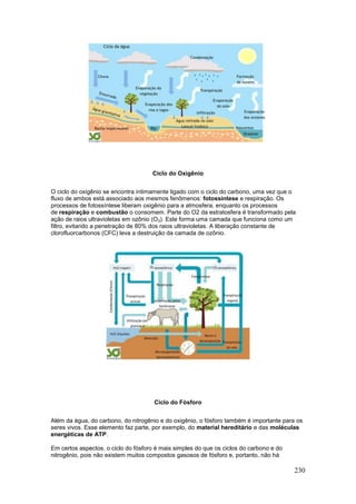 230
Ciclo do Oxigênio
O ciclo do oxigênio se encontra intimamente ligado com o ciclo do carbono, uma vez que o
fluxo de ambos está associado aos mesmos fenômenos: fotossíntese e respiração. Os
processos de fotossíntese liberam oxigênio para a atmosfera, enquanto os processos
de respiração e combustão o consomem. Parte do O2 da estratosfera é transformado pela
ação de raios ultravioletas em ozônio (O3). Este forma uma camada que funciona como um
filtro, evitando a penetração de 80% dos raios ultravioletas. A liberação constante de
clorofluorcarbonos (CFC) leva a destruição da camada de ozônio.
Ciclo do Fósforo
Além da água, do carbono, do nitrogênio e do oxigênio, o fósforo também é importante para os
seres vivos. Esse elemento faz parte, por exemplo, do material hereditário e das moléculas
energéticas de ATP.
Em certos aspectos, o ciclo do fósforo é mais simples do que os ciclos do carbono e do
nitrogênio, pois não existem muitos compostos gasosos de fósforo e, portanto, não há
 