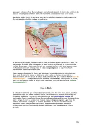 231
passagem pela atmosfera. Outra razão para a simplicidade do ciclo do fósforo é a existência de
apenas um composto de fósforo realmente importante para os seres vivos: o íon fosfato.
As plantas obtêm fósforo do ambiente absorvendo os fosfatos dissolvidos na água e no solo.
Os animais obtêm fosfatos na água e no alimento.
A decomposição devolve o fósforo que fazia parte da matéria orgânica ao solo ou à água. Daí,
parte dele é arrastada pelas chuvas para os lagos e mares, onde acaba se incorporando às
rochas. Nesse caso, o fósforo só retornará aos ecossistemas bem mais tarde, quando essas
rochas se elevarem em conseqüência de processos geológicos e, na superfície, forem
decompostas e transformadas em solo.
Assim, existem dois ciclos do fósforo que acontecem em escalas de tempo bem diferentes.
Uma parte do elemento recicla-se localmente entre o solo, as plantas, consumidores e
decompositores, em uma escala de tempo relativamente curta, que podemos chamar “ciclo de
tempo ecológico”. Outra parte do fósforo ambiental sedimenta-se e é incorporada às rochas;
seu ciclo envolve uma escala de tempo muito mais longa, que pode ser chamada “ciclo de
tempo geológico”.
Ciclo do Cálcio
O cálcio é um elemento que participa de diversas estruturas dos seres vivos, ossos, conchas,
paredes celulares das células vegetais, cascas calcárias de ovos, além de atuar em alguns
processos fisiológicos, como a concentração muscular e a coagulação do sangue nos
vertebrados. As principais fontes desse elemento são as rochas calcárias, que, desgastando-se
com o tempo, liberam-no para o meio. No solo, é absorvido pelos vegetais e, por meio das
cadeias alimentares, passa para os animais. Toneladas de calcária são utilizadas com
frequência para a correção da acidez do solo, notadamente nos cerrados brasileiros,
procedimento que, ao mesmo tempo, libera o cálcio para o uso pela vegetação e pelos
animais.
 
