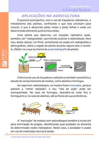 A Energia Nuclear
Apostila Educativa
APLICAÇÕES NA AGRICULTURA
É possível acompanhar, com o uso de traçadores radioativos, o
metabolismo das plantas, verificando o que elas precisam para
crescer, o que é absorvido pelas raízes e pelas folhas e onde um
determinado elemento químico fica retido.
Uma planta que absorveu um traçador radioativo pode,
também, ser “radiografada”, permitindo localizar o radioisótopo. Para
isso, basta colocar um filme, semelhante ao usado em radiografias e
abreugrafias, sobre a região da planta durante alguns dias e revelá-
lo. Obtém-se o que se chama de da planta.autorradiografia
folha superposta
detector
filme
revelação
A técnica do uso de traçadores radioativos também possibilita o
estudo do comportamento de insetos, como abelhas e formigas.
Ao ingerirem radioisótopos, os insetos ficam , porque
passam a “emitir radiação”, e seu “raio de ação” pode ser
acompanhado. No caso de formigas, descobre-se onde fica o
formigueiro e, no caso de abelhas, até as flores de sua preferência.
marcados
detector
A “marcação” de insetos com radioisótopos também é muito útil
para eliminação de pragas, identificando qual predador se alimenta
de determinado inseto indesejável. Neste caso, o predador é usado
em vez de inseticidas nocivos à saúde.
Comissão Nacional de Energia Nuclear
41
 