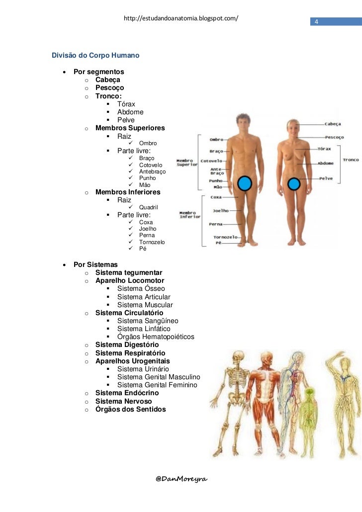 Anatomia corpo humano feminino