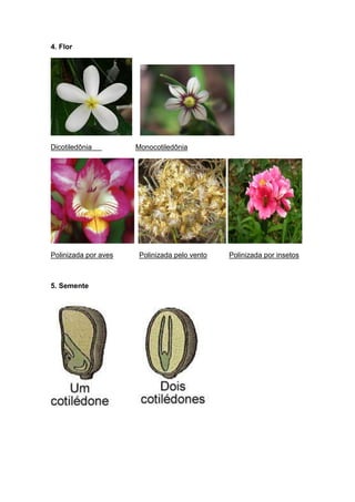 4. Flor




Dicotiledônia         Monocotiledônia




Polinizada por aves    Polinizada pelo vento   Polinizada por insetos



5. Semente
 