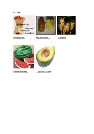 6. Fruto




Pseudofruto      Infrutescência    Cariopse




Carnoso - Baga   Carnoso - Drupa
 