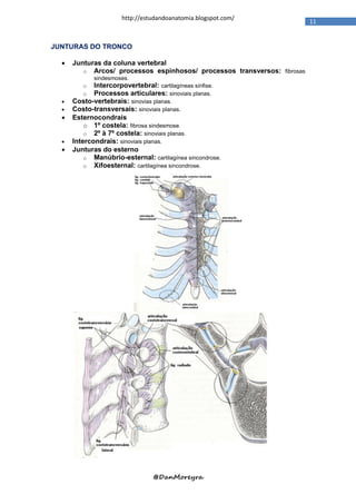 http://estudandoanatomia.blogspot.com/
                                                                          11


JUNTURAS DO TRONCO

     Junturas da coluna vertebral
         o Arcos/ processos espinhosos/ processos transversos: fibrosas
             sindesmoses.
         o   Intercorpovertebral: cartilagíneas sínfise.
         o   Processos articulares: sinoviais planas.
     Costo-vertebrais: sinovias planas.
     Costo-transversais: sinoviais planas.
     Esternocondrais
          o 1º costela: fibrosa sindesmose.
          o 2º à 7º costela: sinoviais planas.
     Intercondrais: sinoviais planas.
     Junturas do esterno
          o Manúbrio-esternal: cartilagínea sincondrose.
          o Xifoesternal: cartilagínea sincondrose.




                                 @DanMoreyra
 