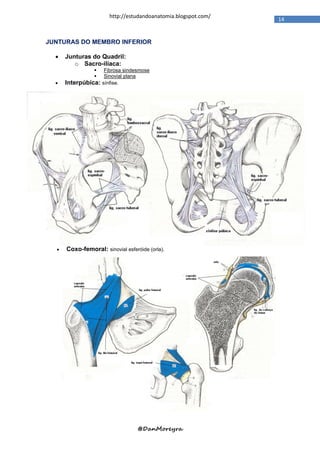 http://estudandoanatomia.blogspot.com/
                                                                14


JUNTURAS DO MEMBRO INFERIOR

     Junturas do Quadril:
         o Sacro-ilíaca:
                     Fibrosa sindesmose
                     Sinovial plana
     Interpúbica:   sínfise.




     Coxo-femoral: sinovial esferóide (orla).




                                   @DanMoreyra
 