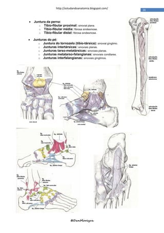 http://estudandoanatomia.blogspot.com/
                                                                    16


   Juntura da perna:
       o Tíbio-fibular proximal: sinovial plana.
       o Tíbio-fibular média: fibrosa sindesmose.
       o Tíbio-fibular distal: fibrosa sindesmose.

   Junturas do pé:
       o Juntura do tornozelo (tíbio-társica): sinovial gínglimo.
       o Junturas intertársicas: sinoviais planas.
       o Junturas tarso-metatársicas: sinoviais planas.
       o Junturas metatarso-falangianas: sinoviais condilares.
       o Junturas interfalangianas: sinoviais gínglimos.




                              @DanMoreyra
 