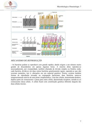 Microbiologia e Parasitologia 7
7
MECANISMO DE REPRODUÇÃO
- As bactérias podem se reproduzir com grande rapidez, dando origem a um número muito
grande de descendentes em apenas algumas horas. A maioria delas reproduz-se
assexuadamente, por cissiparidade, também chamada de divisão simples ou binária; onde,
cada bactéria, divide-se em duas outras bactérias geneticamente iguais, supondo-se que não
ocorram mutações, isto é, alterações em seu material genético. Porem, existem também
formas de reprodução sexuada, na conjugação bacteriana; duas bactérias unem-se
temporariamente através de uma ponte citoplasmática. Uma das células, denominada doadora,
duplica parte do cromossomo e passa para outra célula, denominada receptora, unindo-se ao
cromossomo dessa célula. A célula ficará com constituição genética diferente daquela das
duas células iniciais.
 