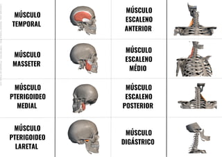MÚSCULO
TEMPORAL
MÚSCULO
MASSETER
MÚSCULO
PTERIGOIDEO
MEDIAL
MÚSCULO
PTERIGOIDEO
LARETAL
MÚSCULO
ESCALENO
ANTERIOR
MÚSCULO
ESCALENO
MÉDIO
MÚSCULO
ESCALENO
POSTERIOR
MÚSCULO
DIGÁSTRICO
Licenciado
para
-
Mariana
Teixeira
Brito
-
70561961603
-
Protegido
por
Eduzz.com
 
