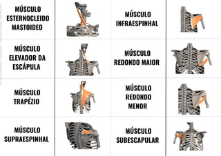 MÚSCULO
SUPRAESPINHAL
MÚSCULO
ESTERNOCLEIDO
MASTOIDEO
MÚSCULO
ELEVADOR DA
ESCÁPULA
MÚSCULO
TRAPÉZIO
MÚSCULO
INFRAESPINHAL
MÚSCULO
REDONDO MAIOR
MÚSCULO
REDONDO
MENOR
MÚSCULO
SUBESCAPULAR
Licenciado
para
-
Mariana
Teixeira
Brito
-
70561961603
-
Protegido
por
Eduzz.com
 