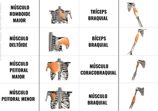 MÚSCULO
ROMBOIDE
MAIOR
MÚSCULO
DELTÓIDE
MÚSCULO
PEITORAL
MAIOR
MÚSCULO
PEITORAL MENOR
TRÍCEPS
BRAQUIAL
BÍCEPS
BRAQUIAL
MÚSCULO
CORACOBRAQUIAL
MÚSCULO
BRAQUIAL
Licenciado
para
-
Mariana
Teixeira
Brito
-
70561961603
-
Protegido
por
Eduzz.com
 