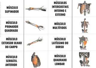 MÚSCULO
SUPINADOR
MÚSCULO
PRONADOR
QUADRADO
MÚSCULO
EXTENSOR ULNAR
DO CARPO
MÚSCULO
SERRÁTIL
ANTERIOR
MÚSCULOS
INTERCOSTAIS
INTERNO E
EXTERNO
MÚSCULO
MULTÍFIDOS
MÚSCULO
LATÍSSIMO DO
DORSO
MÚSCULO
QUADRADO
LOMBAR
Licenciado
para
-
Mariana
Teixeira
Brito
-
70561961603
-
Protegido
por
Eduzz.com
 