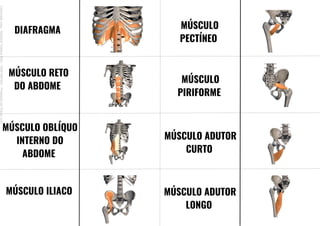 DIAFRAGMA
MÚSCULO RETO
DO ABDOME
MÚSCULO OBLÍQUO
INTERNO DO
ABDOME
MÚSCULO ILIACO
MÚSCULO
PECTÍNEO
MÚSCULO
PIRIFORME
MÚSCULO ADUTOR
CURTO
MÚSCULO ADUTOR
LONGO
Licenciado
para
-
Mariana
Teixeira
Brito
-
70561961603
-
Protegido
por
Eduzz.com
 