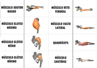MÚSCULO ADUTOR
MAGNO
MÚSCULO GLUTEO
MÁXIMO
MÚSCULO GLÚTEO
MÉDIO
MÚSCULO GLÚTEO
MÍNIMO
MÚSCULO RETO
FEMORAL
MÚSCULO VASTO
LATERAL
QUADRÍCEPS
MÚSCULO
SARTÓRIO
Licenciado
para
-
Mariana
Teixeira
Brito
-
70561961603
-
Protegido
por
Eduzz.com
 