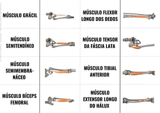 MÚSCULO GRÁCIL
MÚSCULO
SEMITENDÍNEO
MÚSCULO
SEMIMEMBRA-
NÁCEO
MÚSCULO BÍCEPS
FEMORAL
MÚSCULO TENSOR
DA FÁSCIA LATA
MÚSCULO TIBIAL
ANTERIOR
MÚSCULO
EXTENSOR LONGO
DO HÁLUX
MÚSCULO FLEXOR
LONGO DOS DEDOS
Licenciado
para
-
Mariana
Teixeira
Brito
-
70561961603
-
Protegido
por
Eduzz.com
 