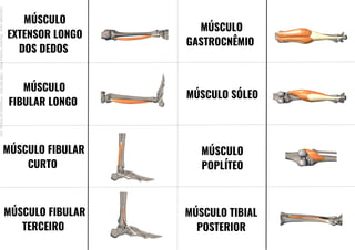 MÚSCULO
EXTENSOR LONGO
DOS DEDOS
MÚSCULO
FIBULAR LONGO
MÚSCULO FIBULAR
CURTO
MÚSCULO FIBULAR
TERCEIRO
MÚSCULO
GASTROCNÊMIO
MÚSCULO SÓLEO
MÚSCULO
POPLÍTEO
MÚSCULO TIBIAL
POSTERIOR
Licenciado
para
-
Mariana
Teixeira
Brito
-
70561961603
-
Protegido
por
Eduzz.com
 