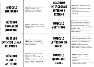 MÚSCULO
SUPINADOR
Origem: Epicôndilo lateral do úmero e
ligamento colateral radial
Inserção: Nervo Radial (C6 e C7)
Ação: Supinação do Antebraço
MÚSCULO
PRONADOR
QUADRADO
Origem: ¼ da face anterior da ulna
Inserção: ¼ da face anterior do rádio
Ação: Pronação
MÚSCULO
EXTENSOR ULNAR
DO CARPO
Origem: Epicôndilo lateral do úmero
Inserção: Base do 5º metacarpal
Ação: Extensão do Punho e Adução
da Mão (desvio ulnar)
MÚSCULO
SERRÁTIL
ANTERIOR
Origem: ângulo superior, medial e
inferior da escápula
Inserção: face externa das 1ª a 9ª
costelas
Ação: ação inspiratória, rotação
superior, abdução e depressão da
escápula e propulsão do ombro
MÚSCULOS
INTERCOSTAIS
INTERNO E
EXTERNO
MÚSCULO
MULTÍFIDOS
MÚSCULO
LATÍSSIMO DO
DORSO
MÚSCULO
QUADRADO
LOMBAR
Origem: Borda inferior da costela
suprajacente
Inserção: Borda superior da costela
infrajacente
Ação: Elevação das Costelas (Ação
Inspiratória)
Origem: Dorso do sacro, EIPS,
processos mamilares das lombares,
processo transverso das torácicas e
processos articulares da C4 à C7
Inserção: Processo espinhoso de 3 a 5
vértebras acima
Ação: Estabilização e Extensão da
Coluna Vertebral
Origem: Processos espinhosos da 6ª
últimas vértebras torácicas e todas
lombares, crista do sacro, 1/3 posterior
da crista ilíaca e face externa da 4
últimas costelas
Inserção: Sulco Intertubercular
Ação: Adução, Extensão e Rotação
Medial do braço. Depressão do Ombro
Origem: 12ª costela e processo
transverso de1ª a 4ª vértebras
lombares
Inserção: Crista ilíaca e ligamento
ileolombar
Ação: Inclinação homolateral do tronco
e depressão da 12ª costela
Licenciado
para
-
Mariana
Teixeira
Brito
-
70561961603
-
Protegido
por
Eduzz.com
 