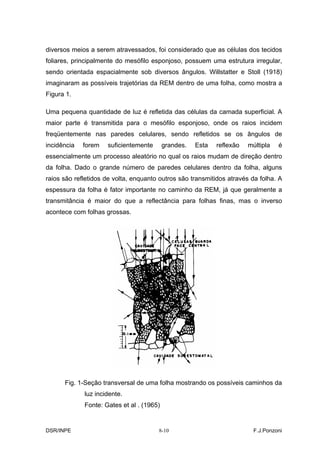diversos meios a serem atravessados, foi considerado que as células dos tecidos
foliares, principalmente do mesófilo esponjoso, possuem uma estrutura irregular,
sendo orientada espacialmente sob diversos ângulos. Willstatter e Stoll (1918)
imaginaram as possíveis trajetórias da REM dentro de uma folha, como mostra a
Figura 1.

Uma pequena quantidade de luz é refletida das células da camada superficial. A
maior parte é transmitida para o mesófilo esponjoso, onde os raios incidem
freqüentemente nas paredes celulares, sendo refletidos se os ângulos de
incidência   forem   suficientemente       grandes.   Esta   reflexão   múltipla   é
essencialmente um processo aleatório no qual os raios mudam de direção dentro
da folha. Dado o grande número de paredes celulares dentro da folha, alguns
raios são refletidos de volta, enquanto outros são transmitidos através da folha. A
espessura da folha é fator importante no caminho da REM, já que geralmente a
transmitância é maior do que a reflectância para folhas finas, mas o inverso
acontece com folhas grossas.




      Fig. 1-Seção transversal de uma folha mostrando os possíveis caminhos da
             luz incidente.
             Fonte: Gates et al . (1965)


DSR/INPE                               8-10                               F.J.Ponzoni
 