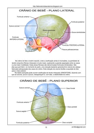 http://laboratoriodeanatomia.blogspot.com

             CRÂNIO DE BEBÊ - PLANO LATERAL

          Fontículo anterior


                                                                                     Fontículo posterior

Sutura coronal

                                              Sutura escamosa
                                                                                      Sutura lambdoidea


  Fontículo
ANTERO-LATERAL


                                                                         Fontículo PÓSTERO-LATERAL

                                                                        Fissura petroescamosa




         No crânio do feto e recém-nascido, onde a ossificação ainda é incompleta, a quantidade de
   tecido conjuntivo fibroso interposto é muito maior, explicando a grande separação entre os ossos
   e uma maior mobilidade. Estas áreas fibrosas são denominadas fontículos (fontanelas). São
   elas que permitem, no momento do parto, uma redução bastante apreciável do volume da cabeça
   fetal pela sobreposição dos ossos do crânio. Esta redução de volume facilita a expulsão do feto
   para o meio exterior.
        Na idade avançada pode ocorrer ossificação do tecido interposto (SINOSTOSE), fazendo com
   que as suturas, pouco a pouco, desapareçam e, com elas, a elasticidade do crânio.



                 CRÂNIO DE BEBÊ - PLANO SUPERIOR

             Sutura coronal                                                   Osso frontal




          Fontículo anterior

                                                                                Osso parietal

         Sutura sagital




         Fontículo posterior                                             Osso occipital


                                                 15                                   arn4ldo@gmail.com
 