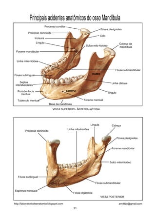 Principais acidentes anatômicos do osso Mandíbula
                              Processo condilar
                                                                                 Fóvea pterigoidea
            Processo coronoide
                                                                                 Colo
                   Incisura
                    Língula                                                                        Cabeça da
                                                                 Sulco milo-hioideo                mandíbula
 Forame mandibular


  Linha milo-hioidea


                                                                                             Fóvea submandibular
Fóvea sublingual                                                        RAMO


     Septos                                                                               Linha oblíqua
 interalveolares

  Protuberância                                   CORPO
                                                                                        Ângulo
    mentual

  Tubérculo mentual                                            Forame mentual
                                 Base da mandíbula
                                    VISTA SUPERIOR - ÂNTERO-LATERAL




                                                                       Língula            Cabeça
                                                  Linha milo-hioidea
         Processo coronoide

                                                                                                 Fóvea pterigoidea


                                                                                          Forame mandibular




                                                                                         Sulco milo-hioideo




   Fóvea sublingual

                                                                          Fóvea submandibular

Espinhas mentuais
                                                      Fossa digástrica
                                                                                 VISTA POSTERIOR

http://laboratoriodeanatomia.blogspot.com                                                         arn4ldo@gmail.com
                                                       21
 