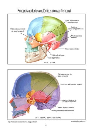 Principais acidentes anatômicos do osso Temporal
                                                                              Parte escamosa do
                                                                                osso temporal


                                                                                      Sulco da
   Processo zigomático                                                           artéria temporal média
    do osso temporal


                                                                                     Meato acústico
                                                                                     externo




                                                                              Processo mastoide


                                                        Tubérculo articular
                                                    Arco zigomático


                                              VISTA LATERAL




                                                                 Parte escamosa do
                                                                 osso temporal




                                                                      Sulco do seio petroso superior




                                                                       Abertura externa do
                                                                       aqueduto vestibular


                                                                 Meato acústico interno

                                                         Parte petrosa do osso temporal



                                     VISTA MEDIAL - SECÇÃO SAGITAL

http://laboratoriodeanatomia.blogspot.com                                            arn4ldo@gmail.com

                                               22
 